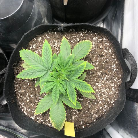 Northern Lights Auto (Seedsman) growlog timeline photo