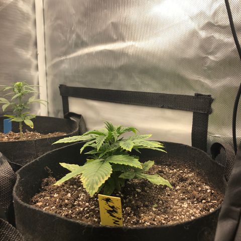 Northern Lights Auto (Seedsman) growlog timeline photo
