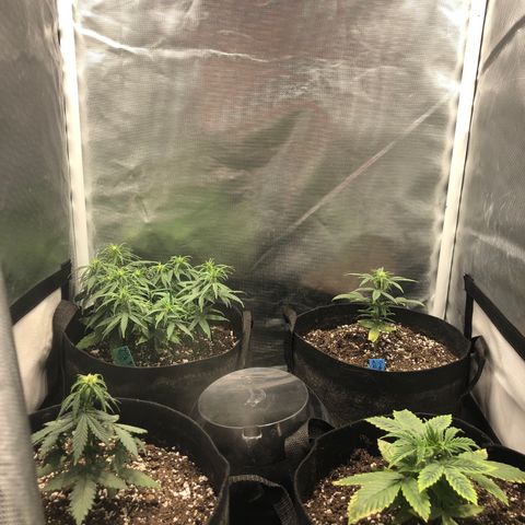 Northern Lights Auto (Seedsman) growlog timeline photo