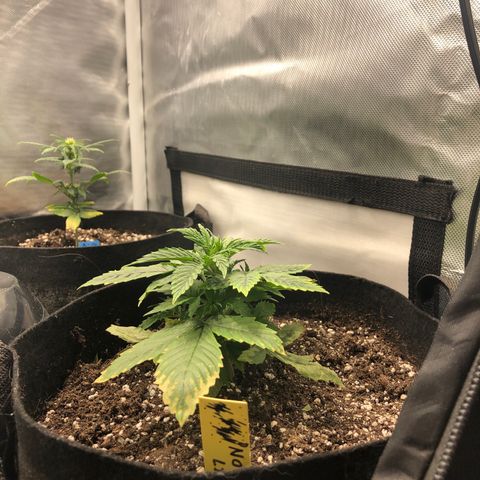 Northern Lights Auto (Seedsman) growlog timeline photo
