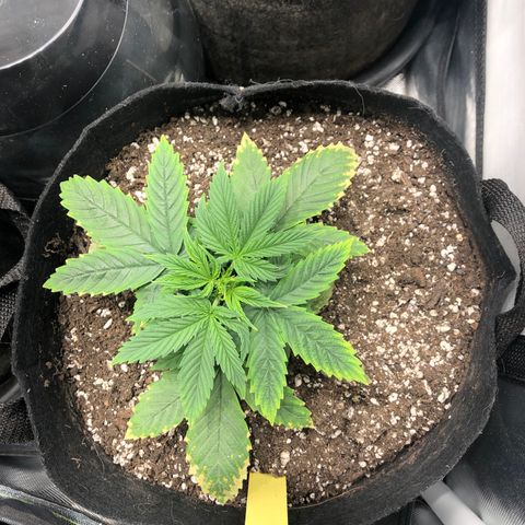 Northern Lights Auto (Seedsman) growlog timeline photo