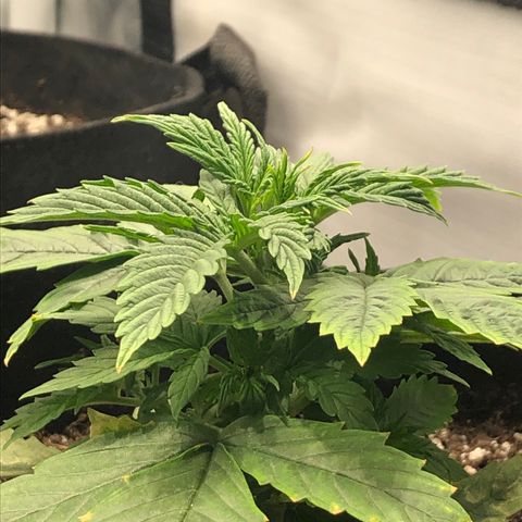 Northern Lights Auto (Seedsman) growlog timeline photo