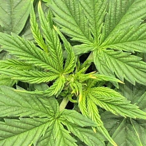Northern Lights Auto (Seedsman) growlog timeline photo