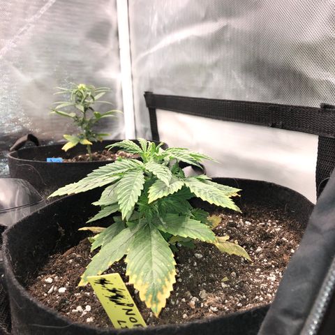 Northern Lights Auto (Seedsman) growlog timeline photo