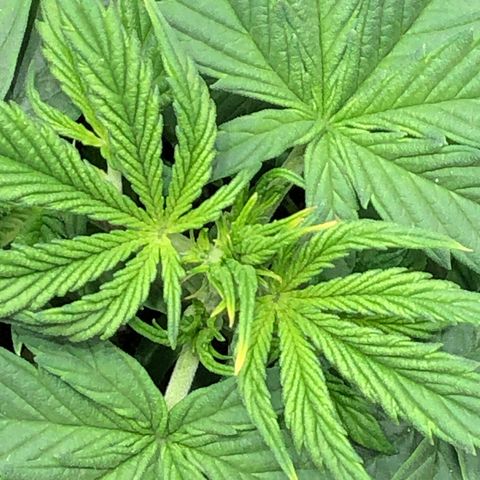 Northern Lights Auto (Seedsman) growlog timeline photo