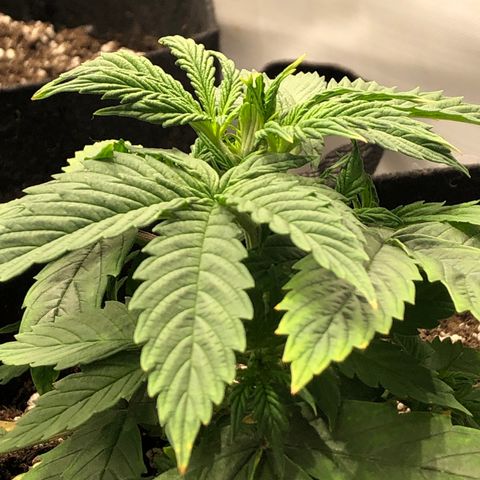 Northern Lights Auto (Seedsman) growlog timeline photo