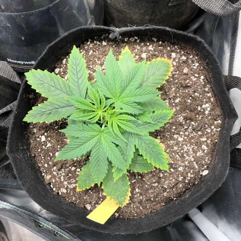 Northern Lights Auto (Seedsman) growlog timeline photo