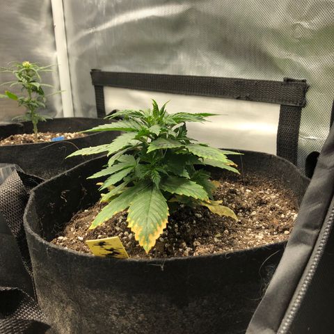 Northern Lights Auto (Seedsman) growlog timeline photo