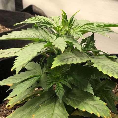 Northern Lights Auto (Seedsman) growlog timeline photo