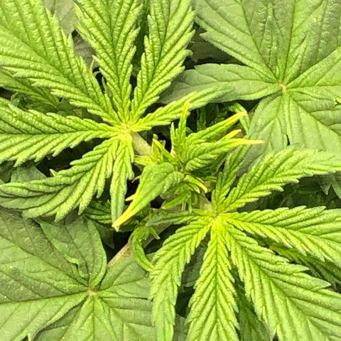 Northern Lights Auto (Seedsman) growlog timeline photo
