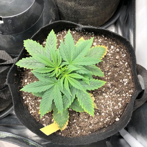 Northern Lights Auto (Seedsman) growlog timeline photo