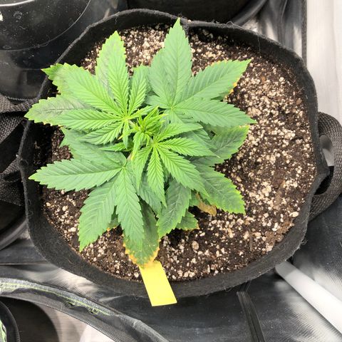 Northern Lights Auto (Seedsman) growlog timeline photo