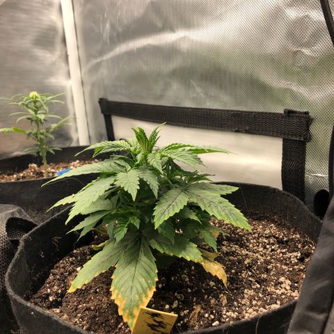 Northern Lights Auto (Seedsman) growlog timeline photo