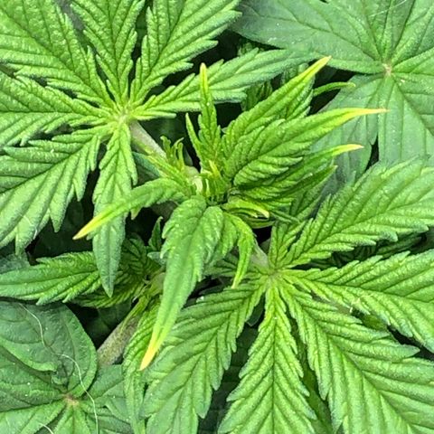 Northern Lights Auto (Seedsman) growlog timeline photo