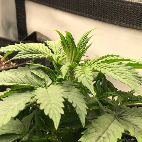 Northern Lights Auto (Seedsman) growlog timeline photo