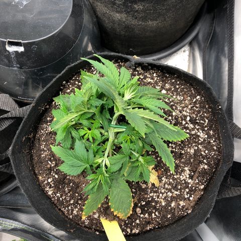 Northern Lights Auto (Seedsman) growlog photo: Lst