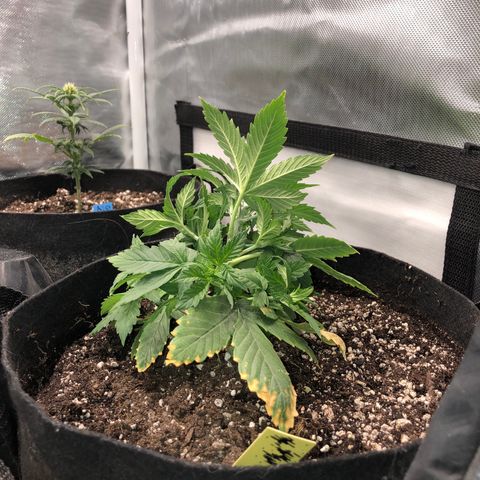 Northern Lights Auto (Seedsman) growlog photo: Lst