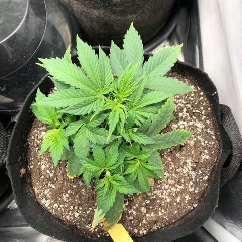 Northern Lights Auto (Seedsman) growlog timeline photo