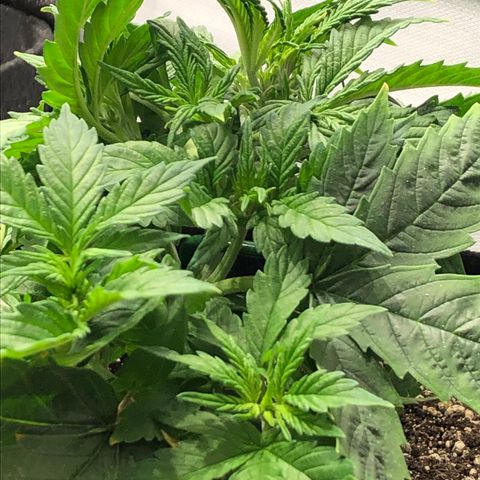 Northern Lights Auto (Seedsman) growlog timeline photo