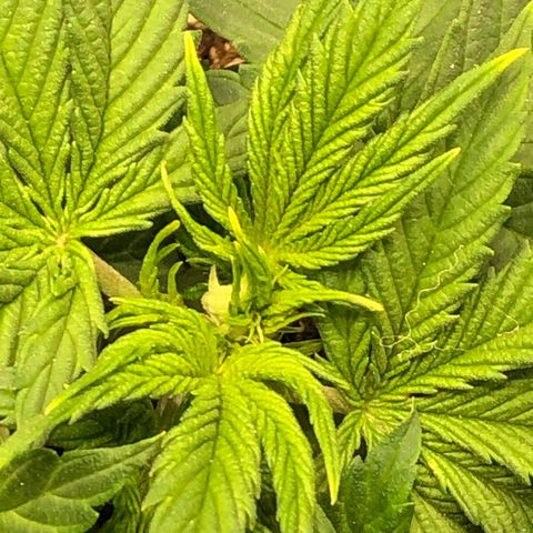 Northern Lights Auto (Seedsman) growlog timeline photo