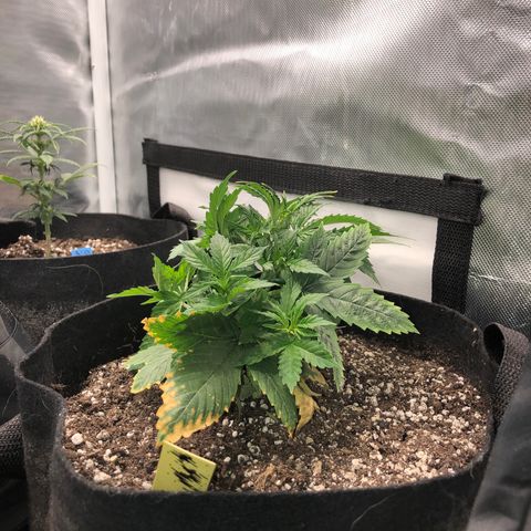 Northern Lights Auto (Seedsman) growlog timeline photo