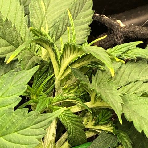 Northern Lights Auto (Seedsman) growlog timeline photo
