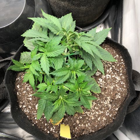 Northern Lights Auto (Seedsman) growlog timeline photo