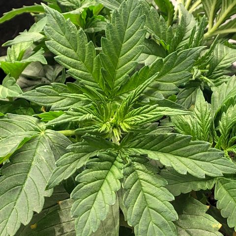 Northern Lights Auto (Seedsman) growlog timeline photo