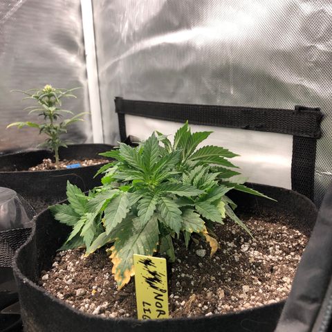 Northern Lights Auto (Seedsman) growlog timeline photo