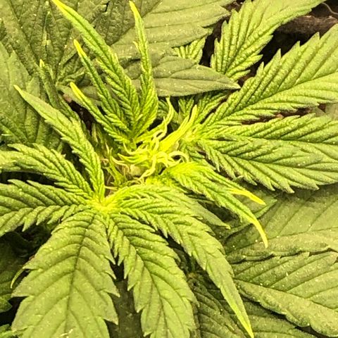 Northern Lights Auto (Seedsman) growlog timeline photo
