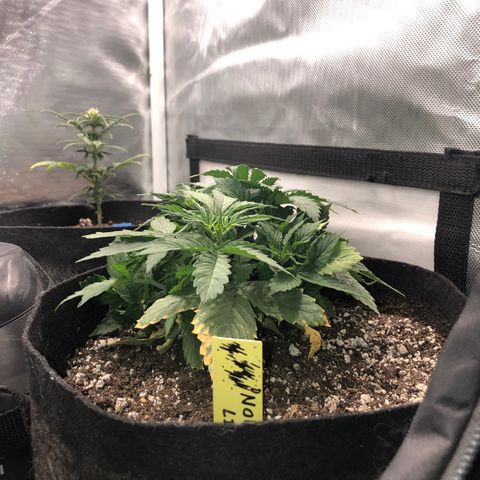Northern Lights Auto (Seedsman) growlog timeline photo