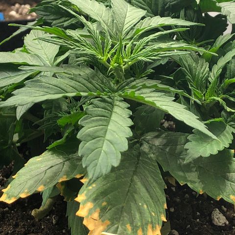 Northern Lights Auto (Seedsman) growlog timeline photo
