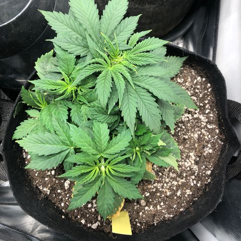 Northern Lights Auto (Seedsman) growlog timeline photo