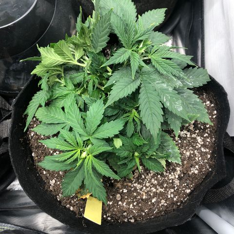 Northern Lights Auto (Seedsman) growlog timeline photo