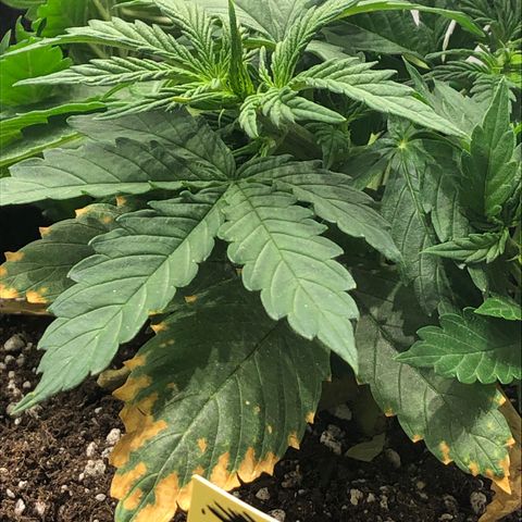 Northern Lights Auto (Seedsman) growlog timeline photo