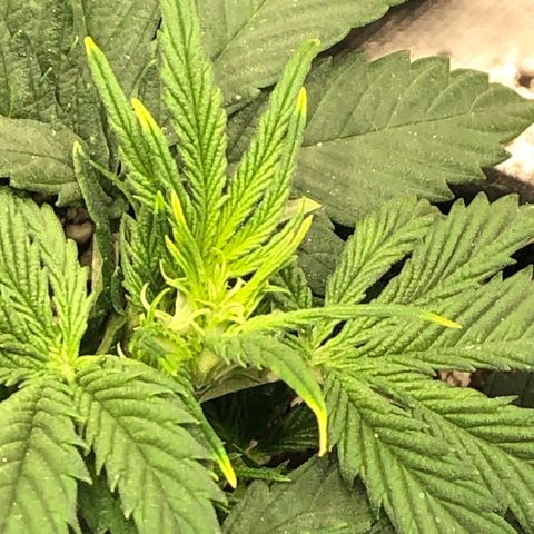 Northern Lights Auto (Seedsman) growlog timeline photo