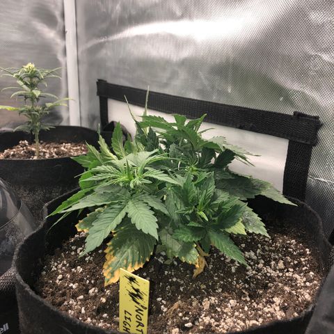 Northern Lights Auto (Seedsman) growlog timeline photo