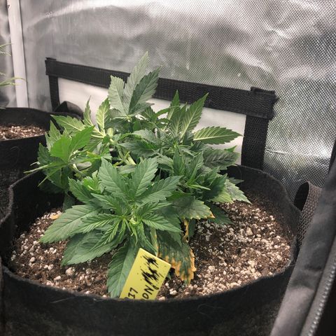 Northern Lights Auto (Seedsman) growlog photo: Lst