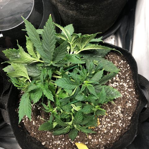 Northern Lights Auto (Seedsman) growlog photo: Lst