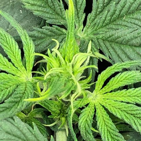 Northern Lights Auto (Seedsman) growlog timeline photo