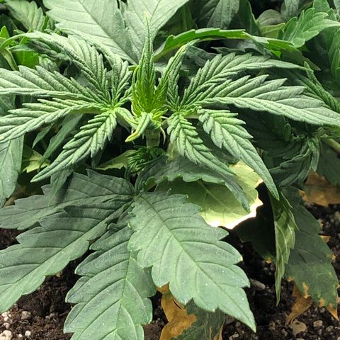 Northern Lights Auto (Seedsman) growlog timeline photo