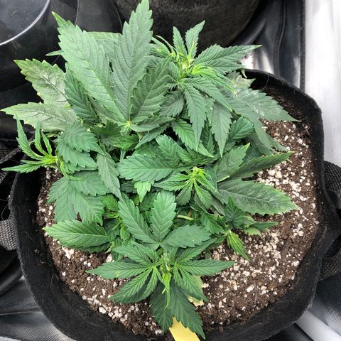 Northern Lights Auto (Seedsman) growlog timeline photo