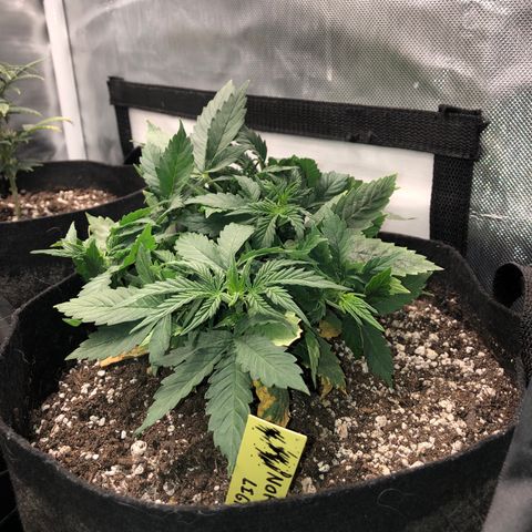 Northern Lights Auto (Seedsman) growlog timeline photo