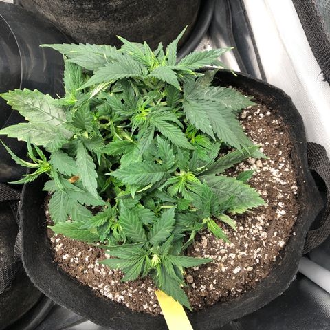 Northern Lights Auto (Seedsman) growlog photo: Lst