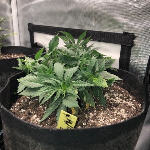 Northern Lights Auto (Seedsman) growlog photo: Lst