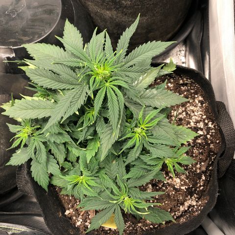 Northern Lights Auto (Seedsman) growlog timeline photo