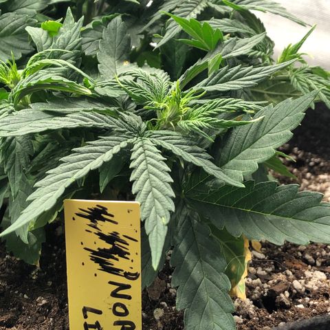 Northern Lights Auto (Seedsman) growlog timeline photo