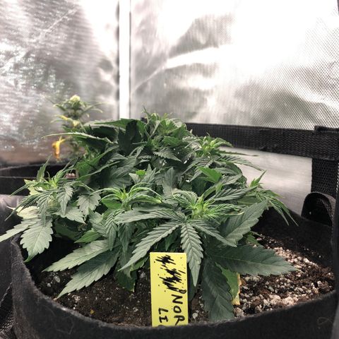 Northern Lights Auto (Seedsman) growlog timeline photo
