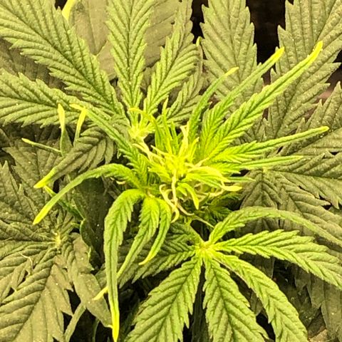 Northern Lights Auto (Seedsman) growlog timeline photo