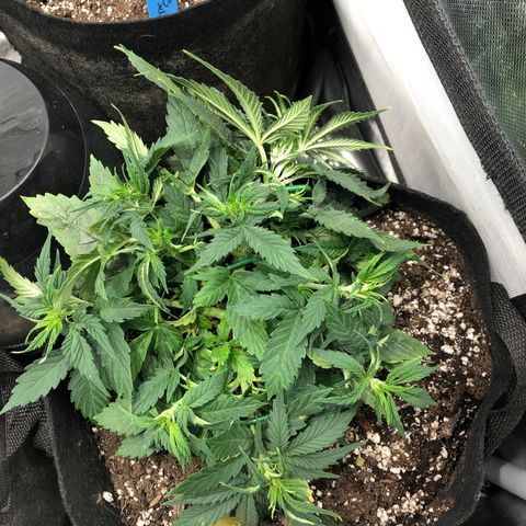 Northern Lights Auto (Seedsman) growlog photo: Lst